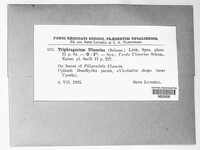 Triphragmium ulmariae image